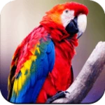 Logo of Parrot Wallpapers 4K android Application 