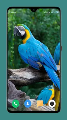 Parrot Wallpapers 4K android App screenshot 0