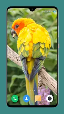 Parrot Wallpapers 4K android App screenshot 9