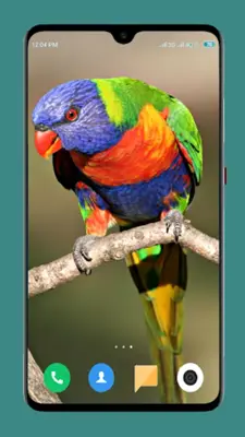 Parrot Wallpapers 4K android App screenshot 10