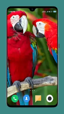 Parrot Wallpapers 4K android App screenshot 11