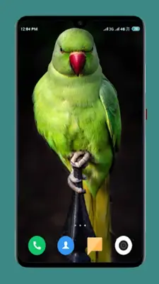 Parrot Wallpapers 4K android App screenshot 13