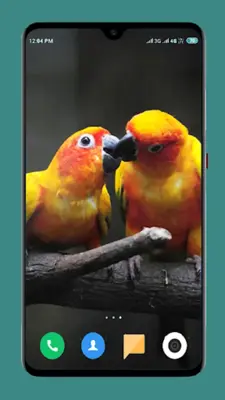 Parrot Wallpapers 4K android App screenshot 14