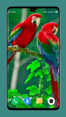 Parrot Wallpapers 4K android App screenshot 15