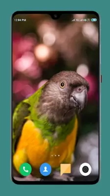 Parrot Wallpapers 4K android App screenshot 2