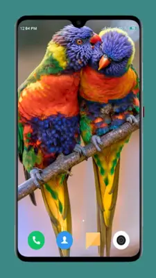 Parrot Wallpapers 4K android App screenshot 4