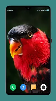 Parrot Wallpapers 4K android App screenshot 6