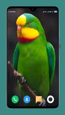 Parrot Wallpapers 4K android App screenshot 7