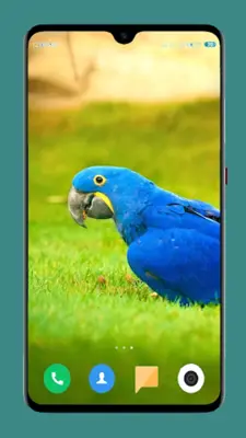 Parrot Wallpapers 4K android App screenshot 8